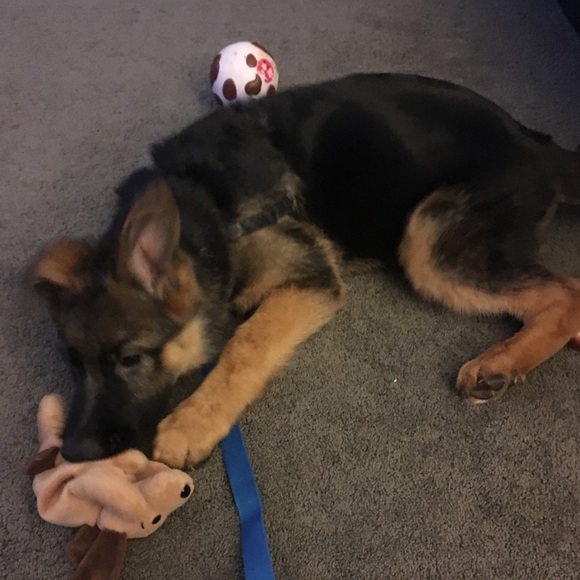 Meet your Posher, Sue - Picture 1 of 1